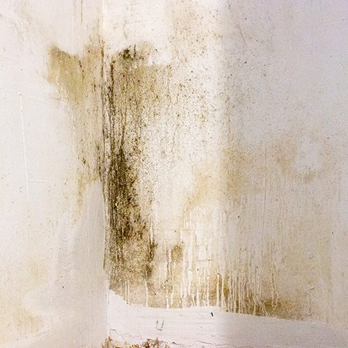 Mold Or Mildew Growth