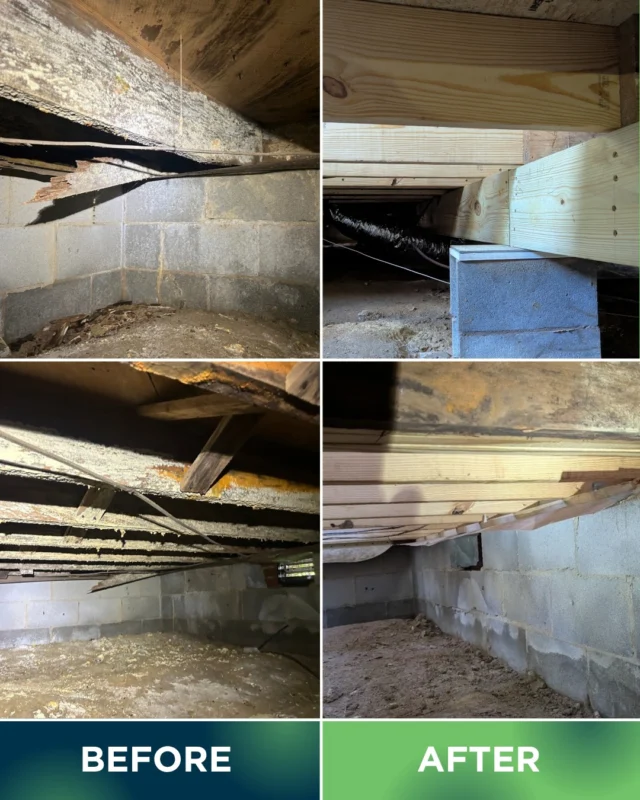 💪🏻Out with the old, in with the solid! Rotted wood can seriously compromise your home’s structure 🏚, but our crew replaced it and restored this crawl space’s stability from the ground up. 

This crawl space is now built to last!✅

 #rottedwood #structuralrepair #crawlspace